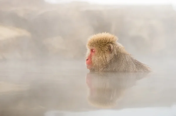 Singe des neiges aux sources de Jigokudani, nagano (préfectures), tourisme du Japon — Photo