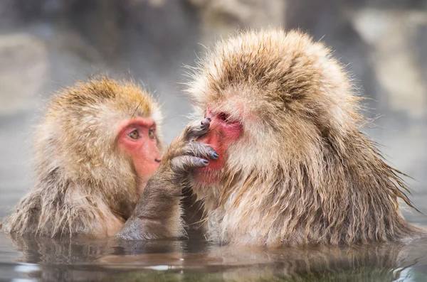 Singe des neiges aux sources de Jigokudani, nagano (préfectures), tourisme du Japon — Photo