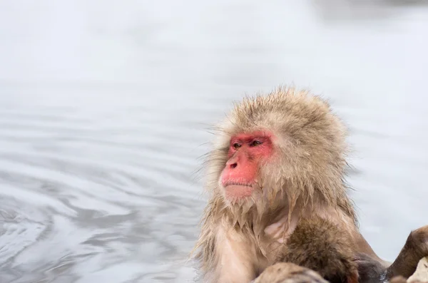 Снежная обезьяна у источников Джигокудани, Нагано (префектуры), туризм в Японии — стоковое фото