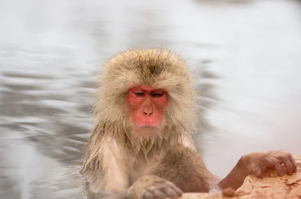 Singe des neiges aux sources de Jigokudani, nagano (préfectures), tourisme du Japon — Photo