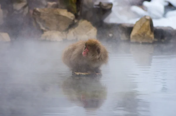 雪猿地獄谷温泉、長野 (県) で日本の観光 — ストック写真