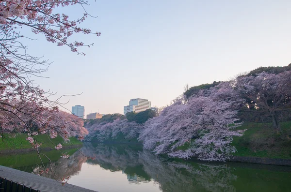 Chidorigafuchi cherry blossoms, tokyo (prefecturen), toerisme van japan — Stockfoto
