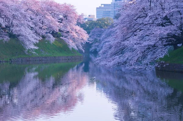 Chidorigafuchi kiraz çiçekleri, tokyo (deprem), Turizm Japonya