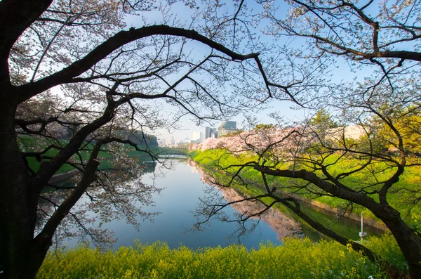 Chidorigafuchi cherry blossoms, tokyo (prefecturen), toerisme van japan — Stockfoto