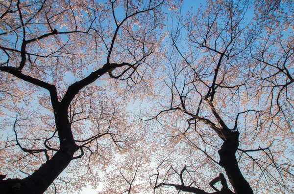 Chidorigafuchi fleurs de cerisier, tokyo (préfectures), tourisme du Japon — Photo