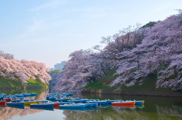 Chidorigafuchi cherry blossoms, tokyo (prefecturen), toerisme van japan — Stockfoto