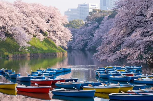 Chidorigafuchi 樱桃花开了，东京 (州)、 日本旅游 — 图库照片