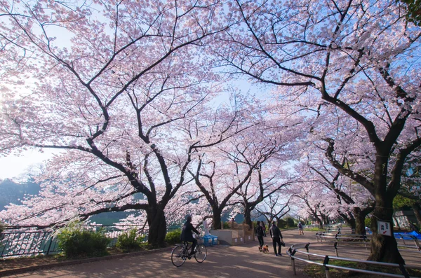 Chidorigafuchi cherry blossoms, tokyo (prefecturen), toerisme van japan — Stockfoto