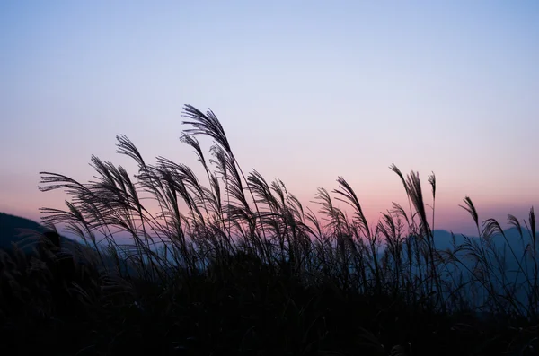 Soni Yaylası, nara, Turizm Japonya, gümüş çimen