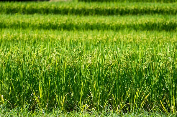 Tanada (campo de arroz), nara (prefeituras), turismo do japão — Fotografia de Stock