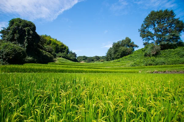 Tanada (arrozal), nara (prefecturas), turismo de Japón — Foto de Stock
