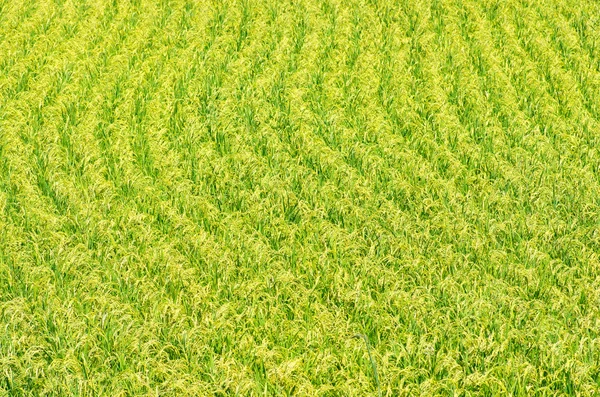 Tanada (campo de arroz), nara (prefeituras), turismo do japão — Fotografia de Stock