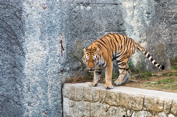 Tiger på Tenno-ji zoo, osaka (sous-préfectures), turism Japan — Stockfoto