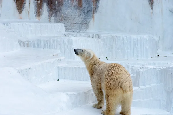 天皇寺動物園、大阪 (県)、日本観光のシロクマ — ストック写真