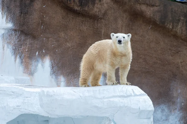 天皇寺動物園、大阪 (県)、日本観光のシロクマ — ストック写真