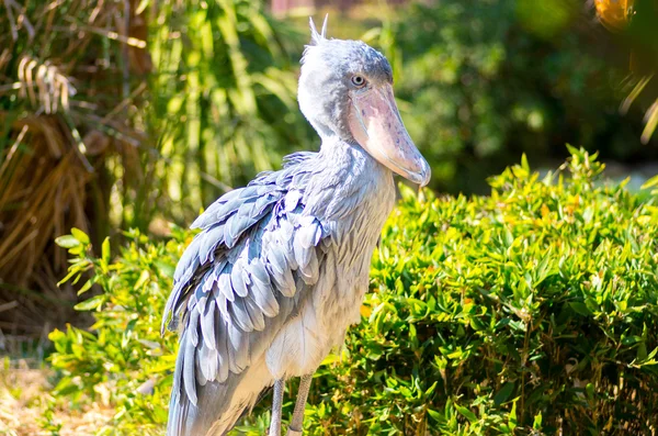Balaeniceps rex ueno Hayvanat Bahçesi, tokyo, Turizm Japonya