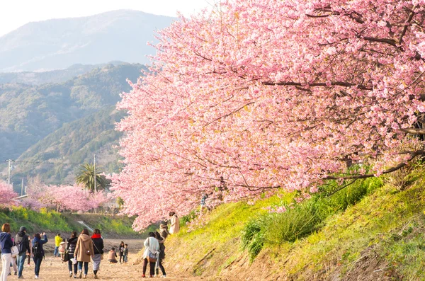 Kawazu Kirschblüten im Izu-Gebiet, Shizuoka (Präfekturen), Tourismus in Japan lizenzfreie Stockfotos