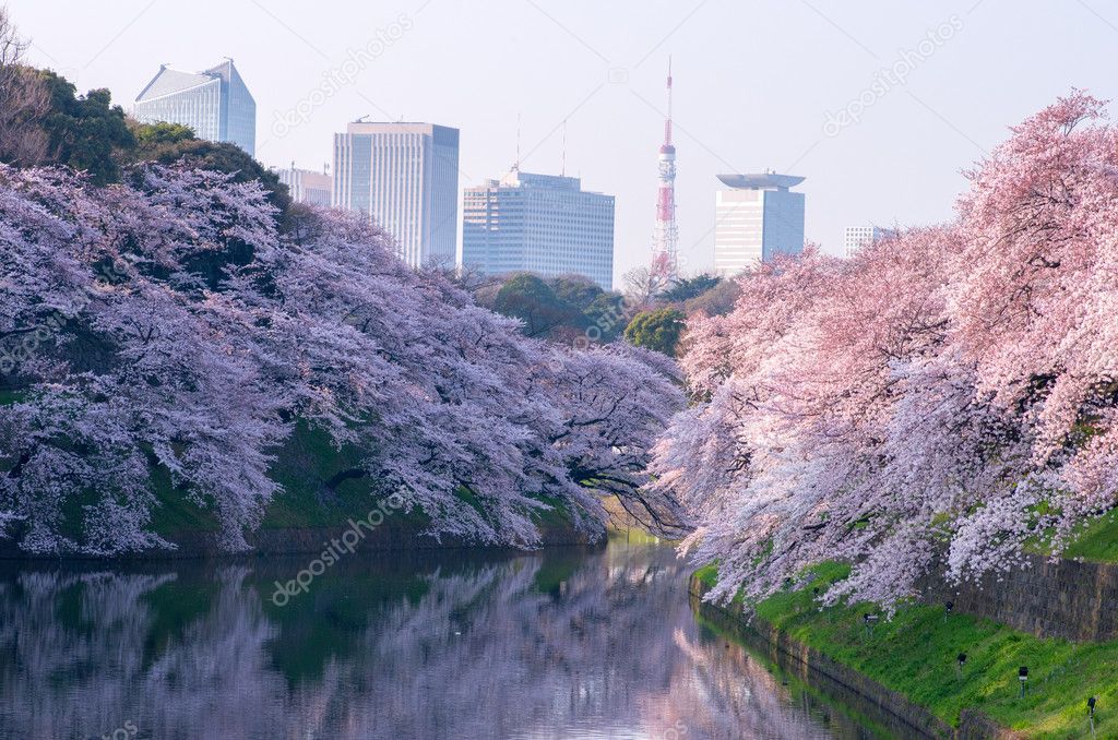 Chidorigafuchi cherry blossoms,tokyo(prefectures),tourism of japan