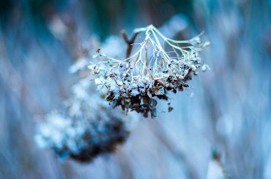 Ortanca solmuş çiçek