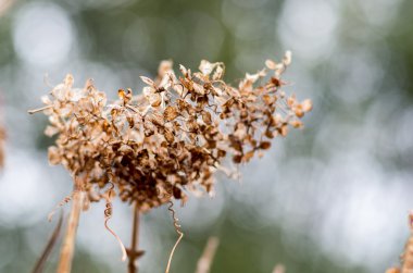 Ortanca solmuş çiçek