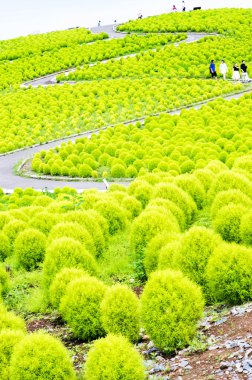 Hitachi Kaihin Park, Ibaragi, Turizm Japonya, BAssia kochia