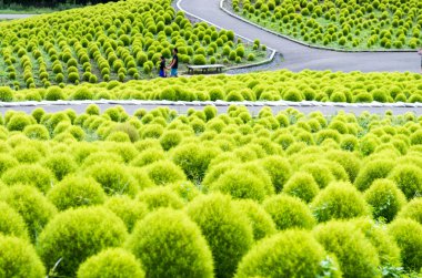 Hitachi Kaihin Park, Ibaragi, Turizm Japonya, BAssia kochia