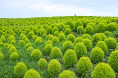 Bassia kochia at Hitachi Kaihin Park,ibaragi,tourism of japan clipart