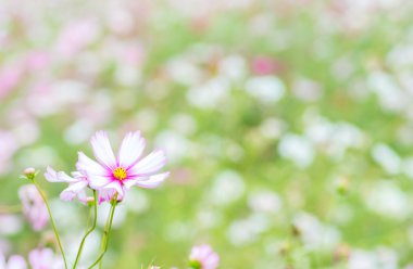 güzel Cosmos çiçek, Sonbahar, Japonya