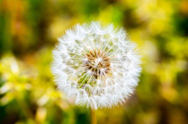 güzel bir karahindiba kabartmak