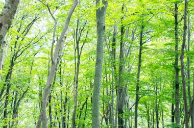 Doğa yeşil güzel orman