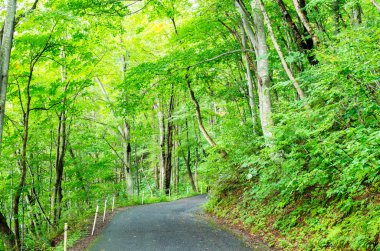 Doğa yeşil güzel orman