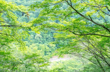 Doğa yeşil güzel orman