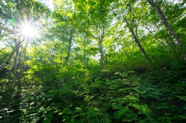 Doğa yeşil güzel orman