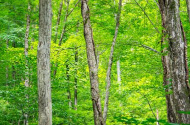 Doğa yeşil güzel orman