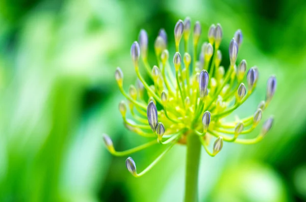 アフリカ ユリ アガパンサスの花 — ストック写真