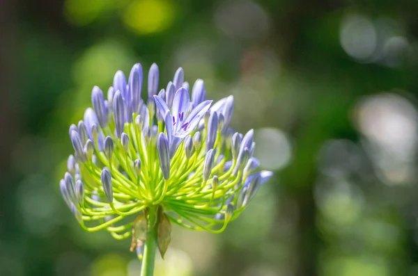 Lirio africano Agapanthus flor — Foto de Stock