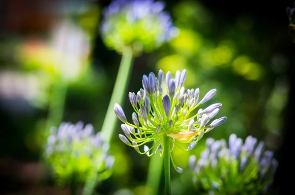 アフリカ ユリ アガパンサスの花 — ストック写真