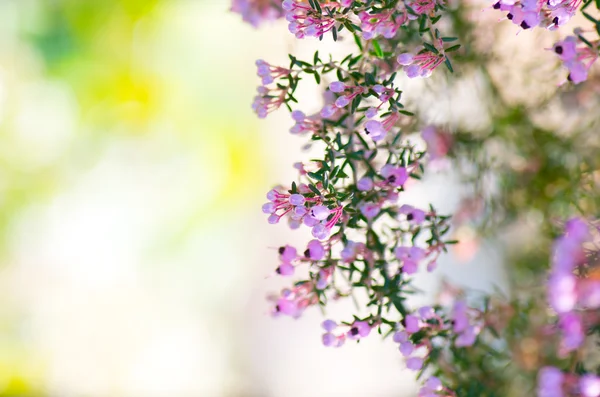 Bellissimo fiore di Erica canaliculata — Foto Stock
