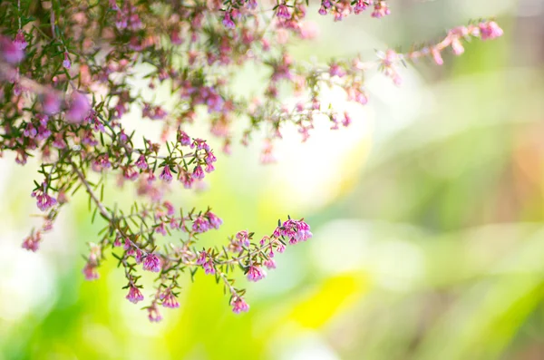 Bellissimo fiore di Erica canaliculata — Foto Stock