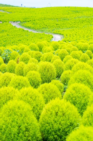 Hitachi Kaihin Park, Ibaragi, Turizm Japonya, BAssia kochia