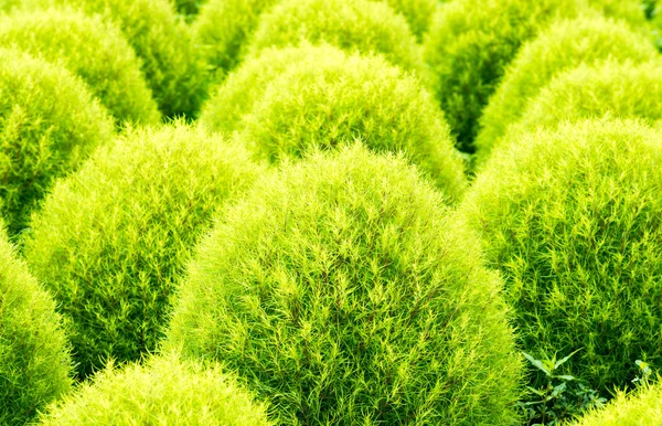 Hitachi Kaihin Park, Ibaragi, Turizm Japonya, BAssia kochia