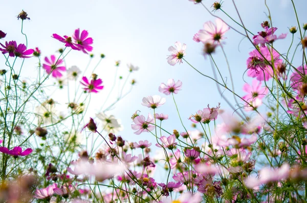 Bellissimo fiore del Cosmo, autunno, giappone — Foto Stock