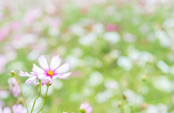 Mooie Cosmos bloem, autmn, japan — Stockfoto