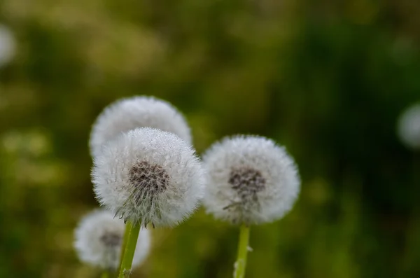 Um belo dente-de-leão-fluff — Fotografia de Stock