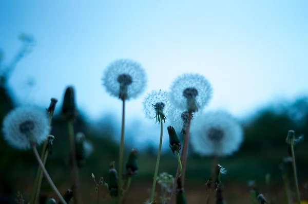 A beautiful Dandelion-fluff — Stock Photo, Image