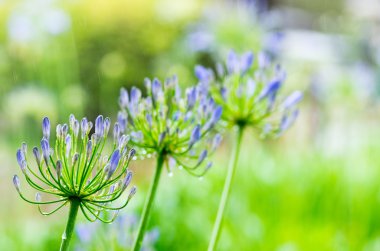 Afrika lily Agapanthus çiçeği