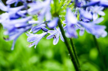 Afrika lily Agapanthus çiçeği