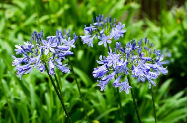 Afrika lily Agapanthus çiçeği