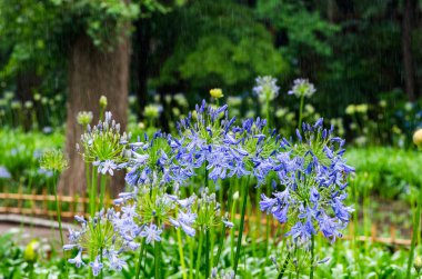 African lily Agapanthus flower clipart