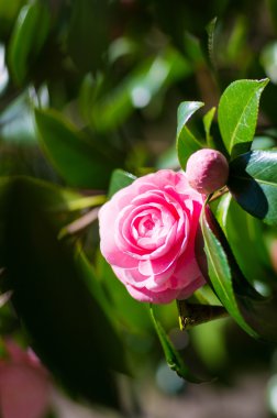 bir güzel Kamelya çiçeği